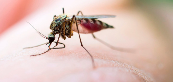 identificar picaduras insectos