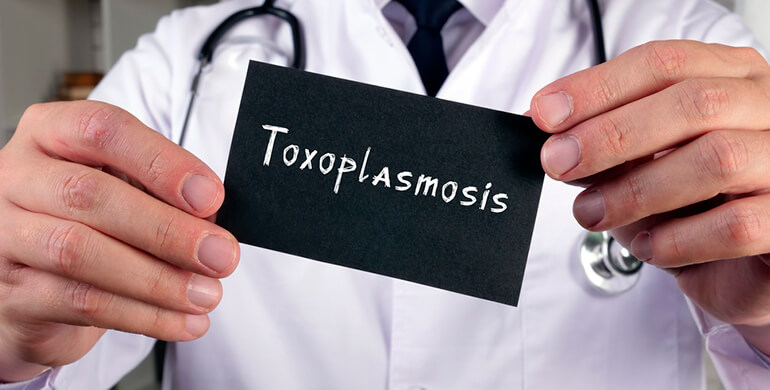 que es toxoplasmosis como suele transmitir