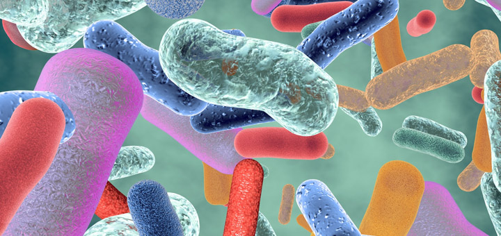 flora bacteriana